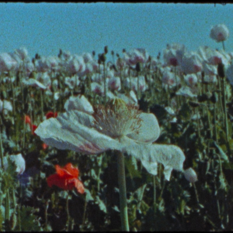 Eine körnige 16mm-Film-Nahaufnahme eines Feldes mit weißen und roten Mohnblumen
